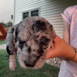 Girl 5 - Labradoodle puppy from Trinity Labradoodles