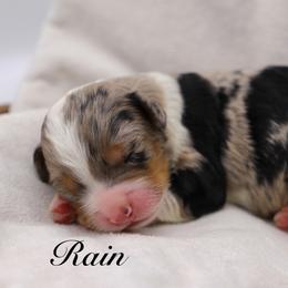 Rain - Blue merle female Bernedoodle puppy in Edmond, Oklahoma from Rock N Roll Doodles