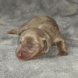 Isabella (pet only) - Fawn (isabella) and tan female Dachshund puppy in Gainesville, Texas from Diamond B Doxies