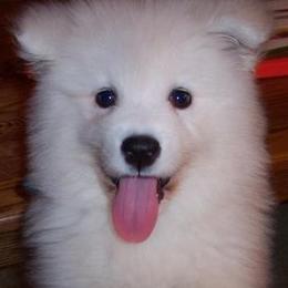 Samoyed Puppies from Lakehill Samoyeds