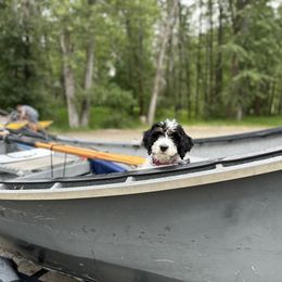 Bernedoodle Puppies from Bern'N Love Doodles
