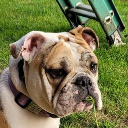 Gertie - Bulldog