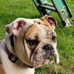 Gertie - Bulldog