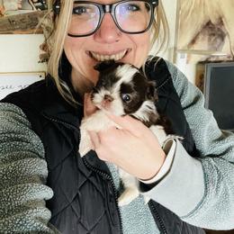 Spotty - Liver and white female Shih Tzu puppy in Tenmile, Oregon from Polly Pockets Imperial Shih Tzu’s