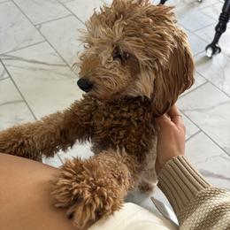 Goldendoodle All Grown Up from Texas Hill Country Doodles