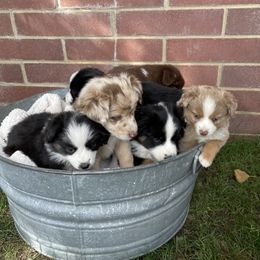 Miniature Australian Shepherd and Pembroke Welsh Corgi Puppies from The Hoppers Back 40