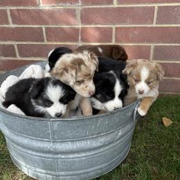 Miniature Australian Shepherd and Pembroke Welsh Corgi Puppies from The Hoppers Back 40