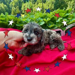 Shadow - Blue merle male Assorted Doodle Crosses puppy in Coal City, Indiana from Angel Blue Dogs