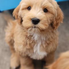 Australian Cobberdog Puppies from Heartland Hills Australian Cobberdogs