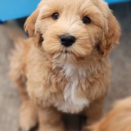 Australian Cobberdog Puppies from Heartland Hills Australian Cobberdogs