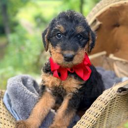 Miss Red - Black and tan female Airedale Terrier puppy in Mooresville, North Carolina from Farm 55