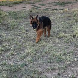 German Shepherd Puppies from Zwinger Vom Greifjäger
