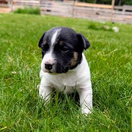 Moose - Tri-color male Russell Terrier puppy in Sandown, New Hampshire from Patch Wood Irish Jacks