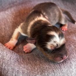 Licorice - Blue merle female Australian Shepherd puppy in Hubbard, Texas from Poston Paddock Aussies LLC
