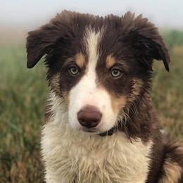 Border Collie Puppies from Harmonie 21 Border Collies