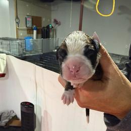 Yellow - Fawn female Boxer puppy in Jamesville, New York from Reynolds Homestead Boxers