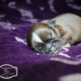 Boy 1 - Gold male Shih Tzu puppy in Ft Mc Coy, Florida from Everlasting Shih Tzu