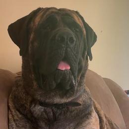 Dory - Mastiff