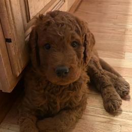 Prince - Red  male Goldendoodle puppy in Indiana, Pennsylvania from Kathy's Doodles