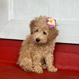 Lady Evolet - Apricot female Poodle puppy in Buffalo, New York from Babbling Clear Brook Puppies