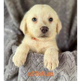Fanta - Yellow female Labrador Retriever puppy in Sullivan, Missouri from O’Dell Labs