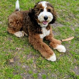 Bernedoodle All Grown Up from Backwoods Bernedoodles