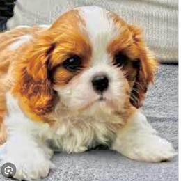 Bohemian Rhapsody - Blenheim male Cavalier King Charles Spaniel puppy in Saint Augustine, Florida from STARGAZER CAVALIERS