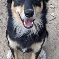 Australian Kelpies from Trish Wamsat