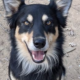 Australian Kelpies from Trish Wamsat