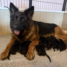 Purple male - Black and red male German Shepherd puppy in Johnstown, Ohio from Vom Haus Neufus
