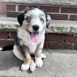 Australian Shepherd Puppies from Caramel Bliss Aussies - NJ NYC
