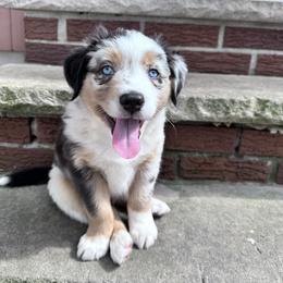 Australian Shepherd Puppies from Caramel Bliss Aussies - NJ NYC