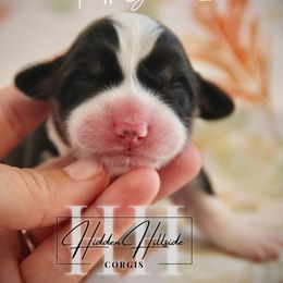 Black Tri Fluff Girl 2 - Black and tan female Pembroke Welsh Corgi puppy in Locust Grove, Oklahoma from Hidden Hillsides Corgis