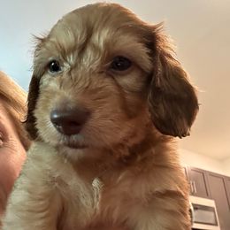 Santi - Cream male Dachshund puppy in Homestead, Florida from Doggie Dream House