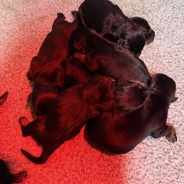 Boy2 - Black and mahogany male Rottweiler puppy in Bartonsville, Pennsylvania from Karol's Rottweilers