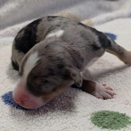 Jax - Blue merle male Miniature American Shepherd puppy in Leonard, Texas from Tin Roof Aussies