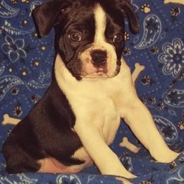 Boston Terriers from Amanda Fort