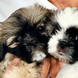 Shih Tzu Puppies from Holy City Shih Tzu