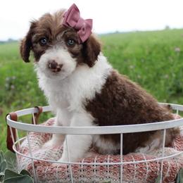 Scottie - Sable female Bordoodle puppy in Ashland, Ohio from Cherry Blossom Doodles
