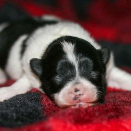 Janey - Black parti female Pomeranian puppy in Bremen, Indiana from AMS Pomeranians and Pomskies in Indiana