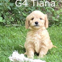 Girl 4 - Cream female Goldendoodle puppy in Milford, Michigan from Servant Kennel