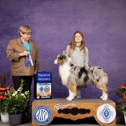 Guy - Blue merle male Australian Shepherd puppy in Tijeras, New Mexico from Dovehawk Australian Shepherds
