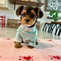 Celeste - Black and tan female Yorkshire Terrier puppy in Yuma, Arizona from Yuma Yorkie