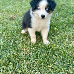 Stitch - Black tri male Miniature Australian Shepherd puppy in Lincoln, California from Country Dreams Mini Aussies