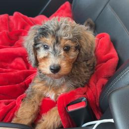 Diamond - Merle female Goldendoodle puppy in Austin, Texas from Doodles of Central Texas