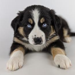 Australian Shepherd Puppies from MilkyWay Aussies with Tails