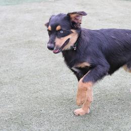 Griffon - Black tri male Miniature Australian Shepherd puppy in Sonoita, Arizona from Gardner Canyon Kennels