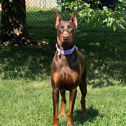 Calliana - Doberman Pinscher