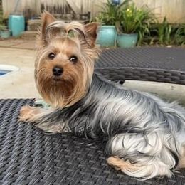 Livvie - Yorkshire Terrier