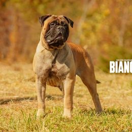Bianca - Bullmastiff